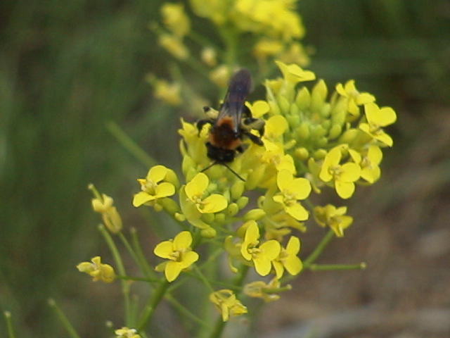 wallflower and bee