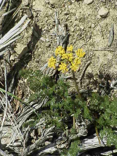 Pseudomycopterus montanus